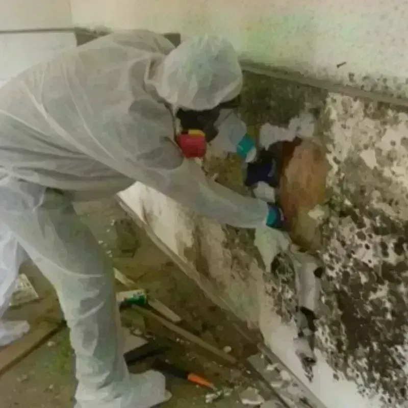 Mold Remediation and Removal in Boron, CA